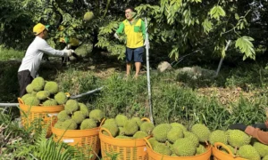 Thông tin cơ bản về mức giá
